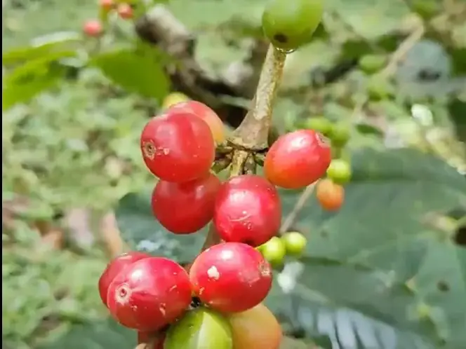 Granos de café maduros, rojos y verdes, todavía en la rama del cafeto